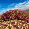 Latest Renosterveld News