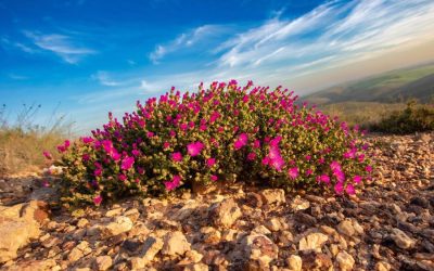 Latest Renosterveld News