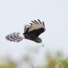 Critical renosterveld site acquired by the ORT – a breeding hotspot for Endangered Black Harriers