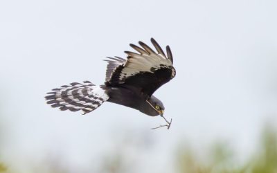 Critical renosterveld site acquired by the ORT – a breeding hotspot for Endangered Black Harriers