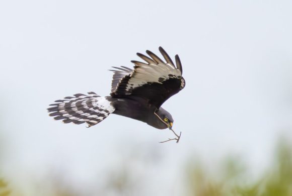 Critical renosterveld site acquired by the ORT – a breeding hotspot for Endangered Black Harriers