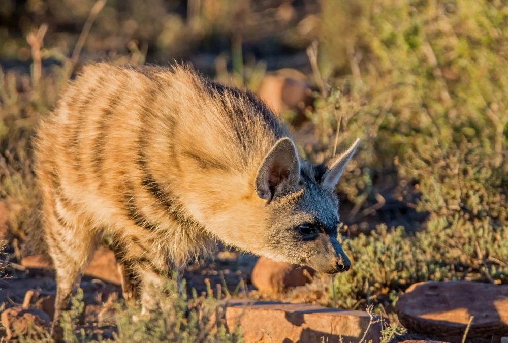 A rare look into the nocturnal life of the aardwolf