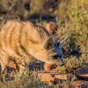 A rare look into the nocturnal life of the aardwolf