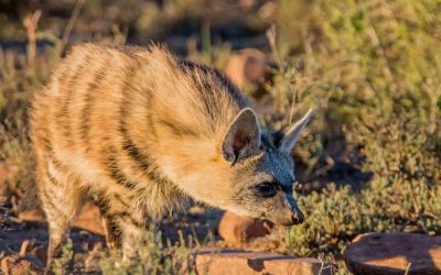 A rare look into the nocturnal life of the aardwolf