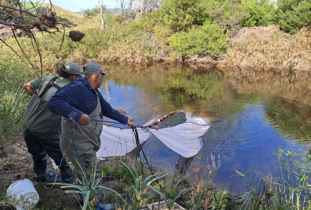 The fynbos fish of the Kars River officially recognised at last 