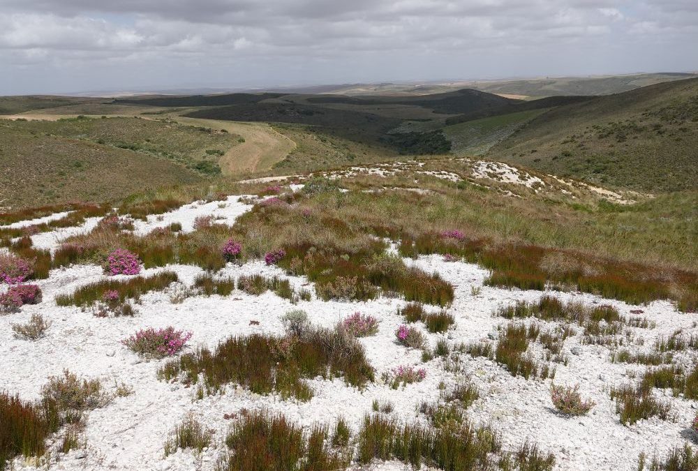 Quartz islands in renosterveld: Small, specialised – and under threat