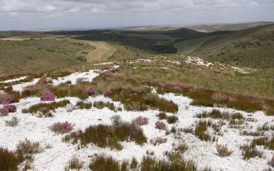 Quartz islands in renosterveld: Small, specialised – and under threat