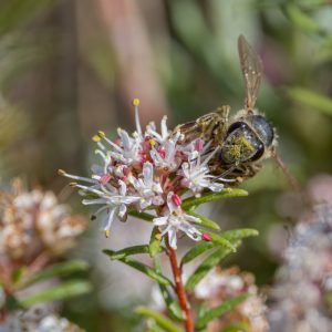 © Odette Curtis-Scott