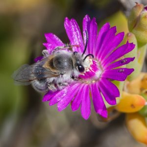 © Odette Curtis-Scott