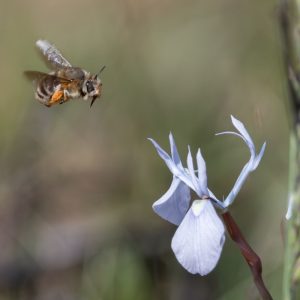 © Odette Curtis-Scott