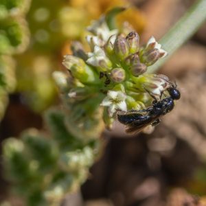 © Odette Curtis-Scott