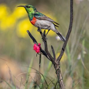 © Odette Curtis-Scott