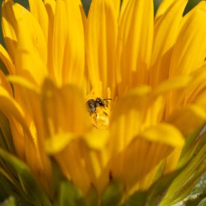 © Odette Curtis-Scott