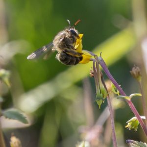 © Odette Curtis-Scott