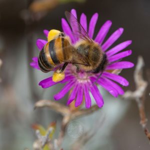 © Odette Curtis-Scott