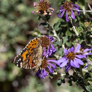 © Odette Curtis-Scott