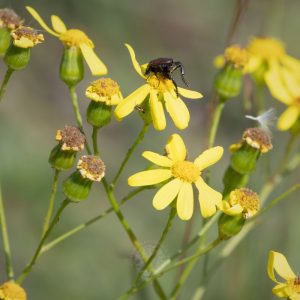 © Odette Curtis-Scott