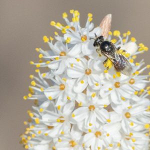 © Odette Curtis-Scott