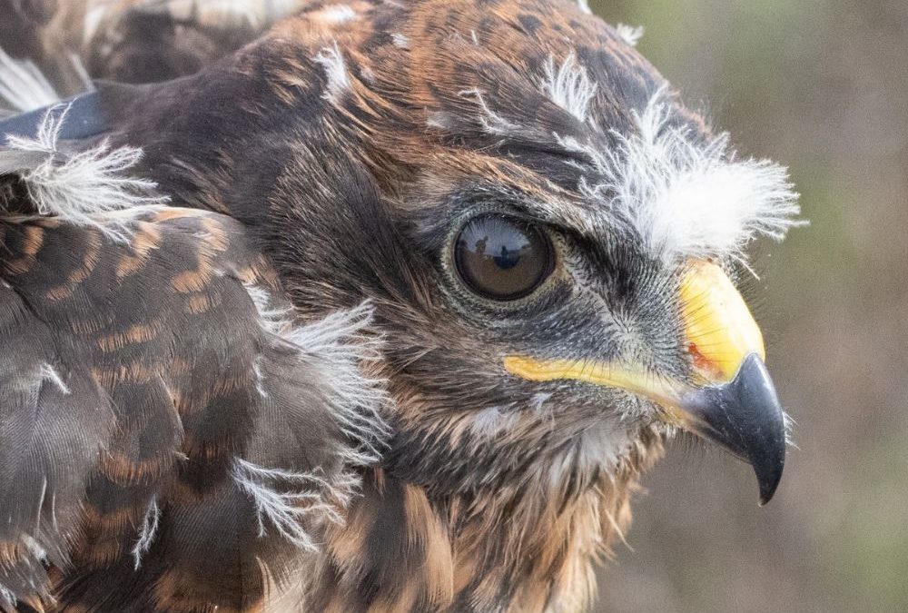 Tracking young Black Harriers reveals a harsh reality