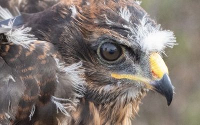Tracking young Black Harriers reveals a harsh reality