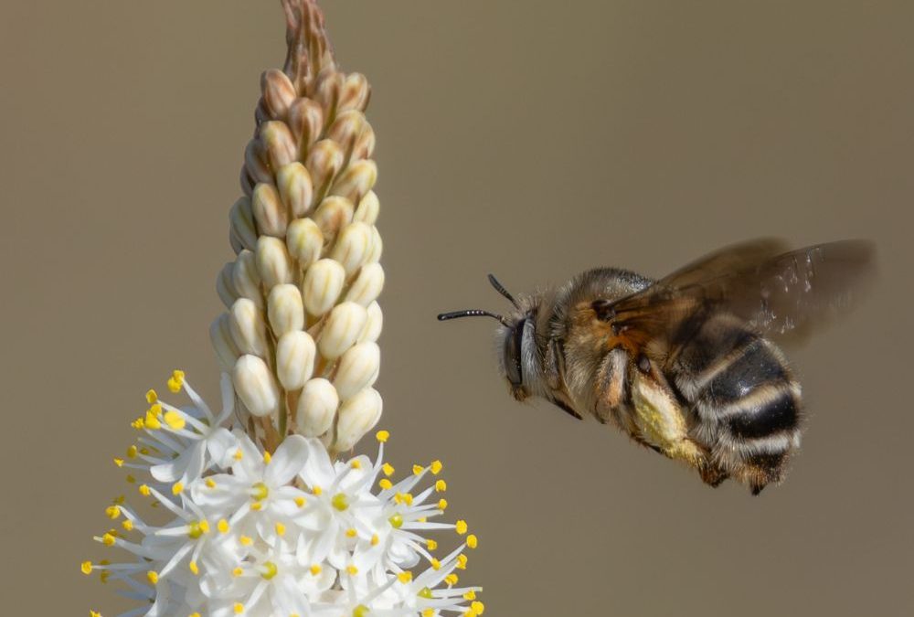 An invisible crisis in renosterveld