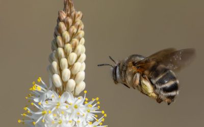 An invisible crisis in renosterveld