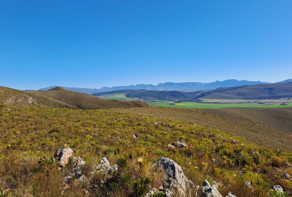 From one to 23: A protected renosterveld network emerges