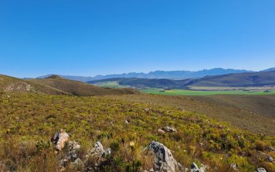 From one to 23: A protected renosterveld network emerges