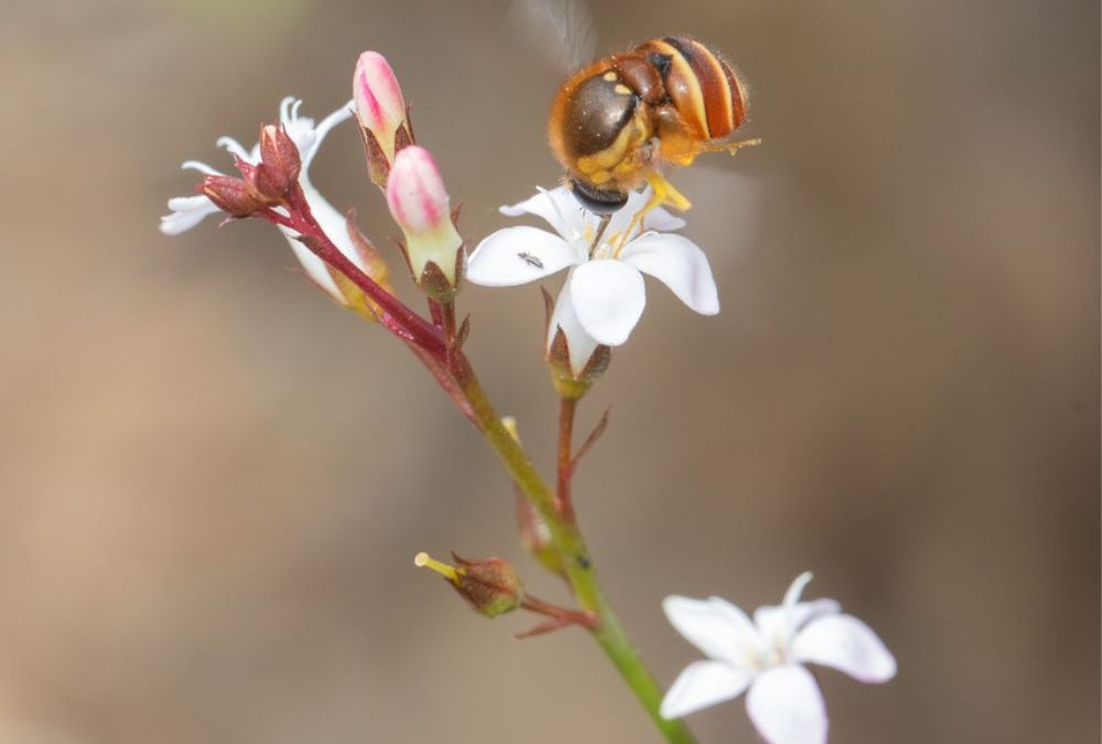 Latest Renosterveld News