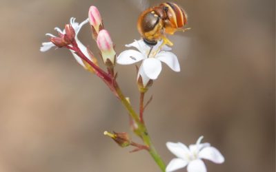 Latest Renosterveld News