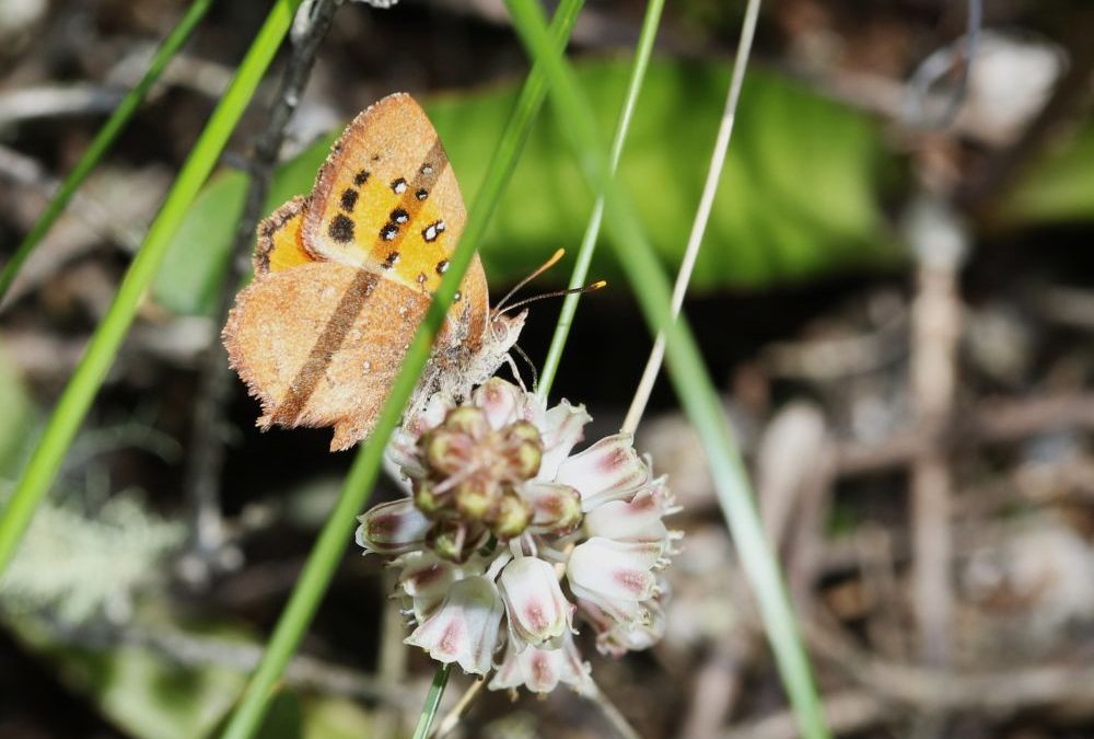 A new renosterveld species discovered at Haarwegskloof