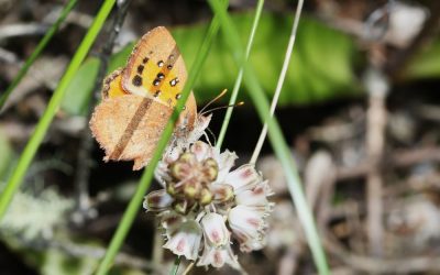 A new renosterveld species discovered at Haarwegskloof