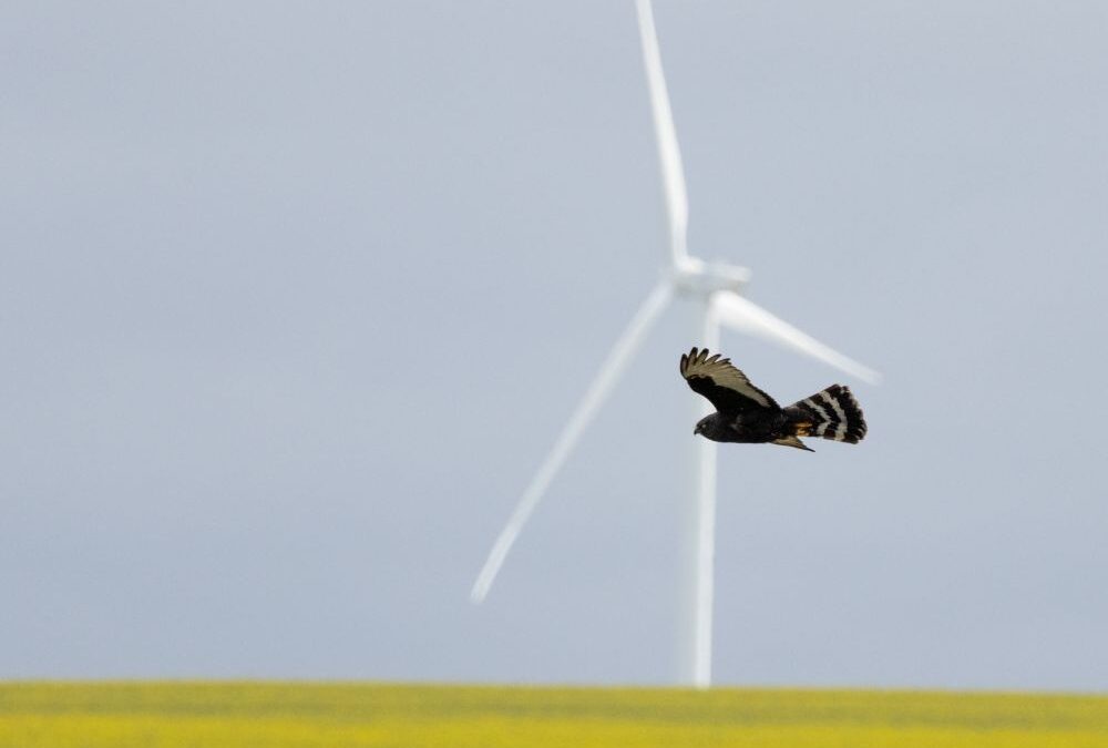 Renewable energy the need for clearer direction