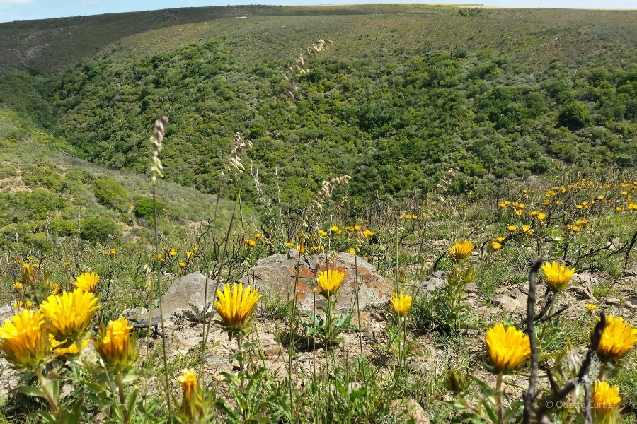 Why the ORT is part of the Overberg Conservation Alliance